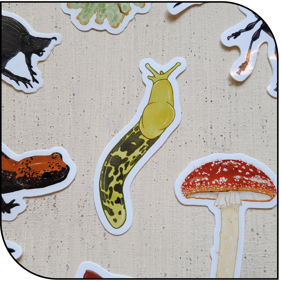 BANANA SLUG STICKER