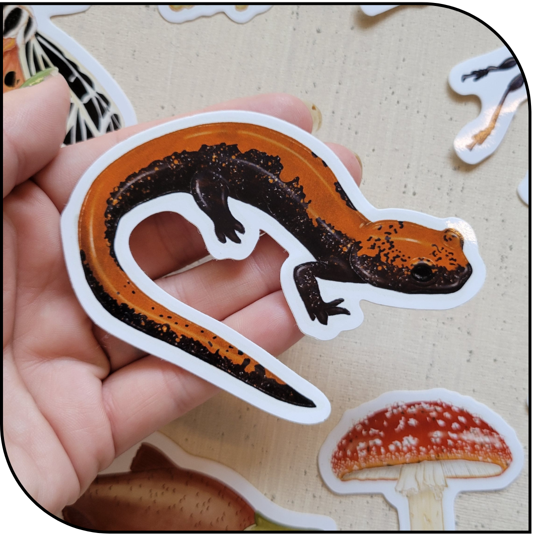 SALAMANDER STICKER