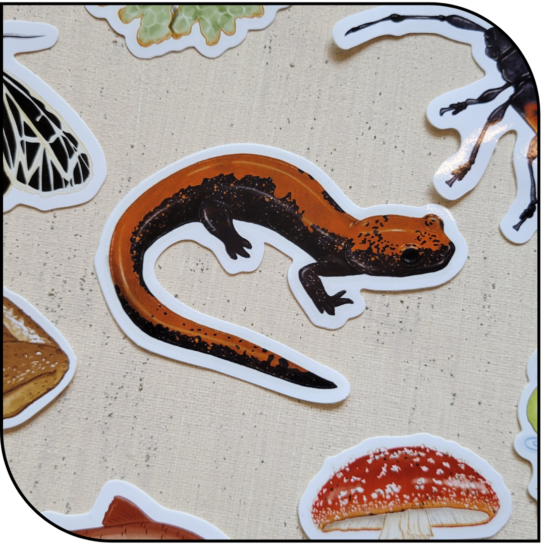 SALAMANDER STICKER