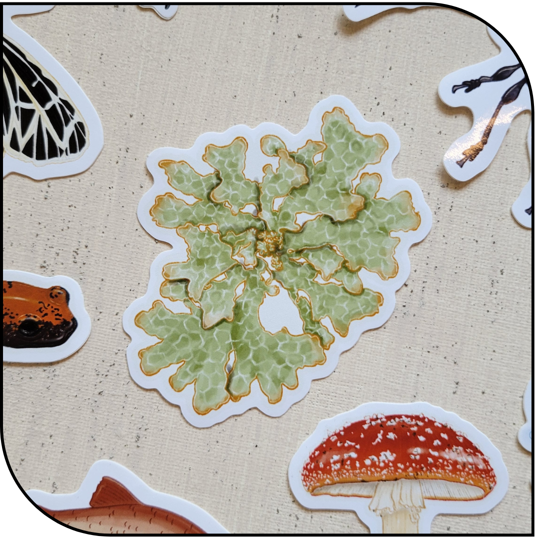 LICHEN STICKER