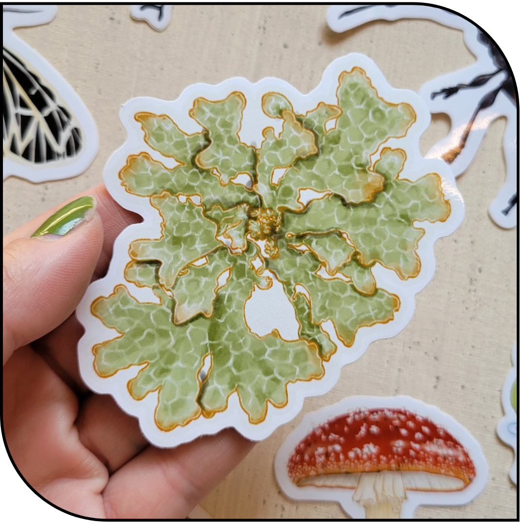 LICHEN STICKER