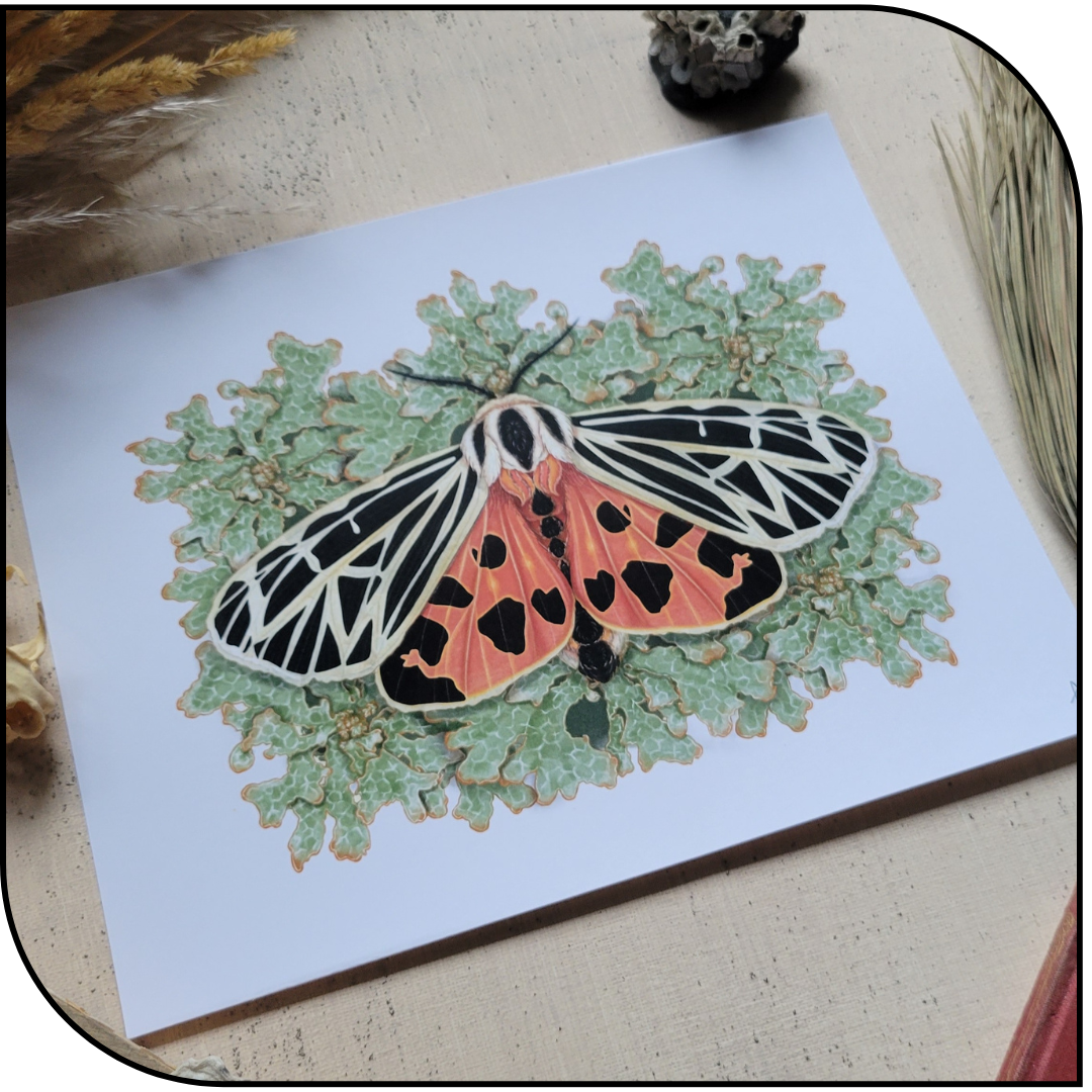 HARNESSED TIGER MOTH PRINT