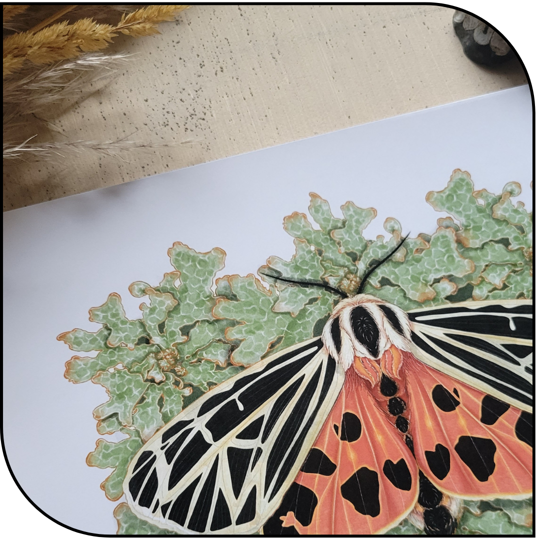 HARNESSED TIGER MOTH PRINT