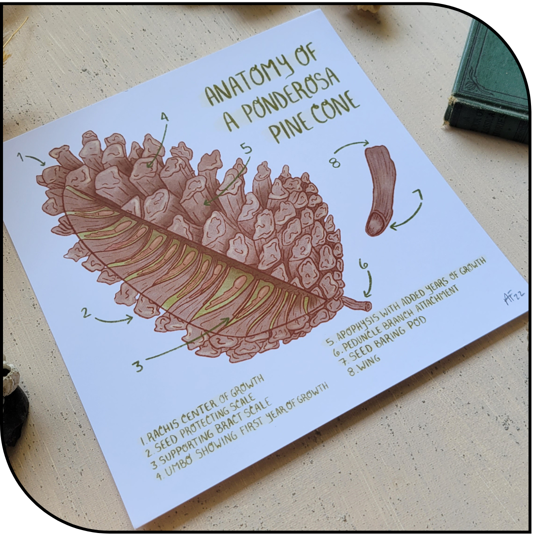 Ponderosa Pinecone Art Print