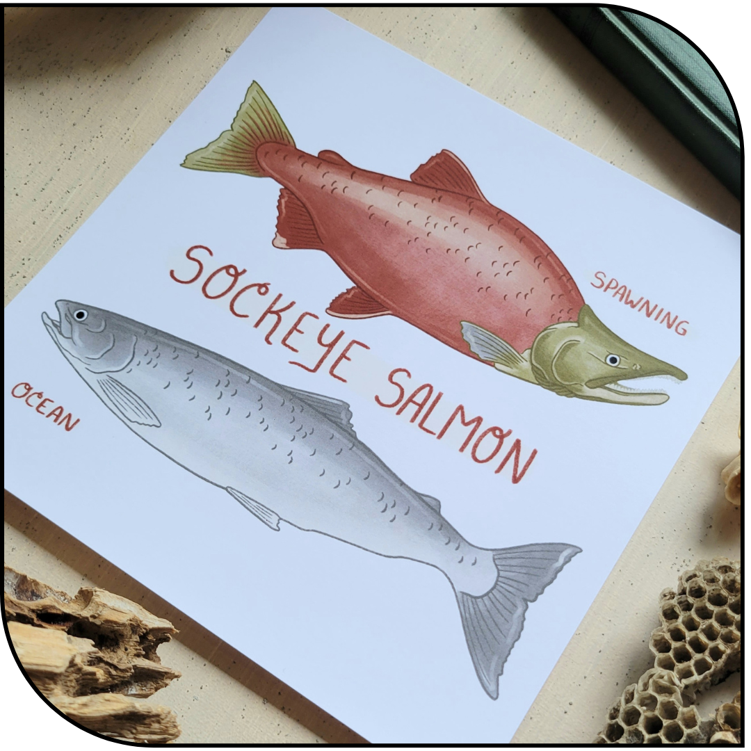 Sockeye Art Print