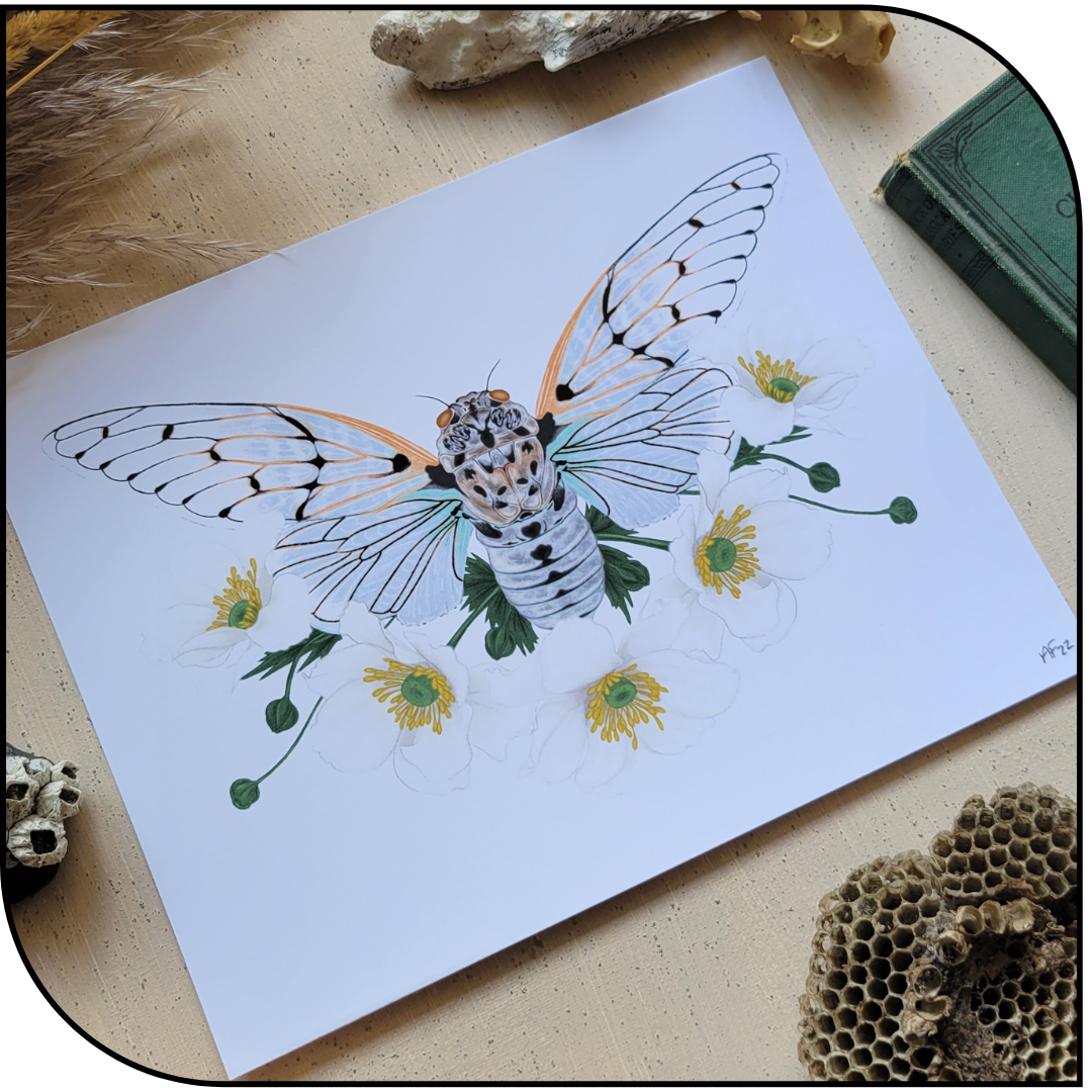 Cicada Art Print