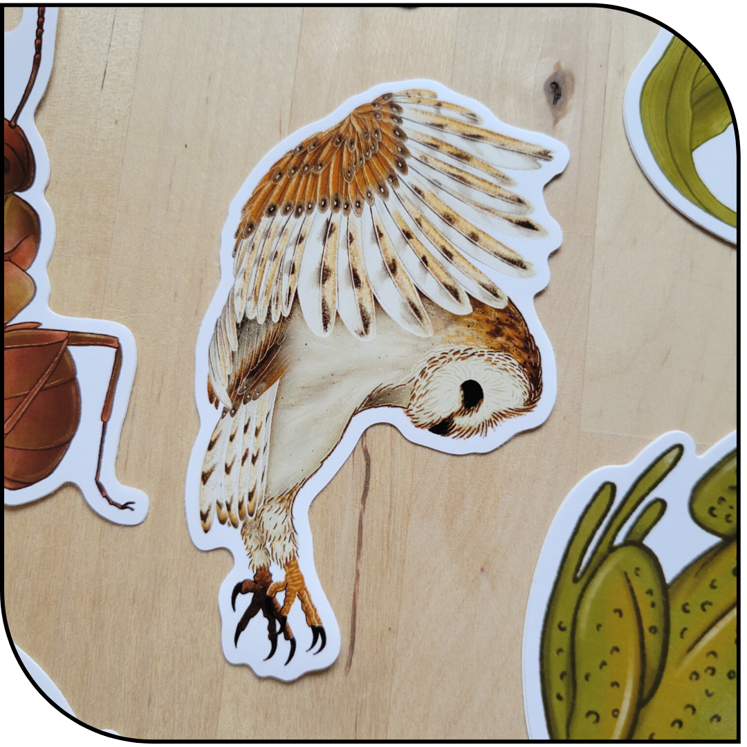 BARN OWL STICKER