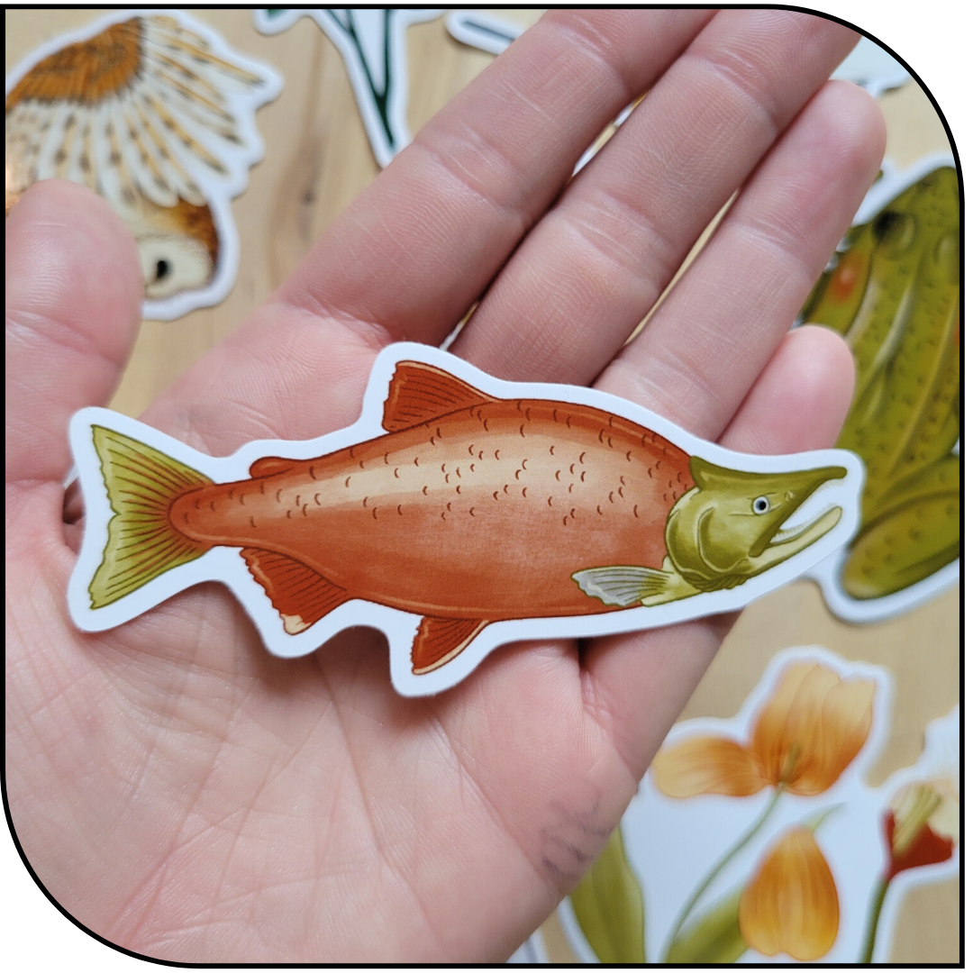 SALMON STICKER