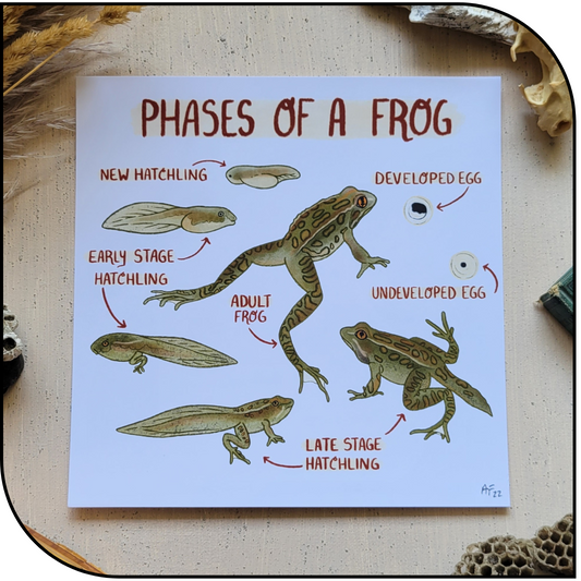 Frog Phases Art Print