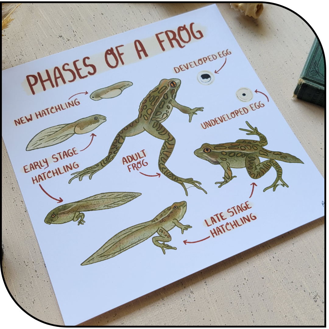 Frog Phases Art Print