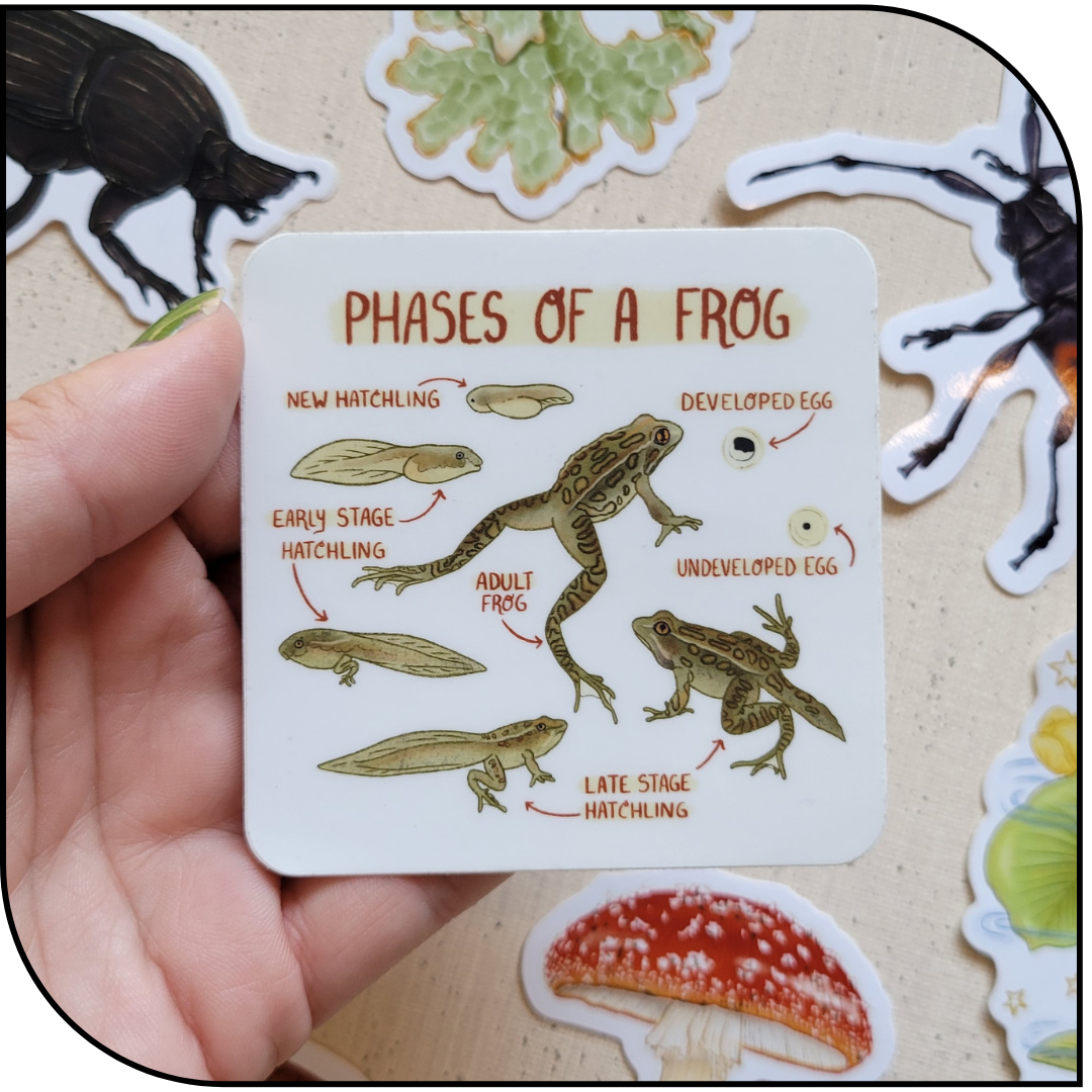 PHASES OF A FROG STICKER