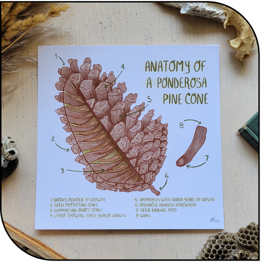 Ponderosa Pinecone Art Print