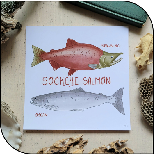 Sockeye Art Print