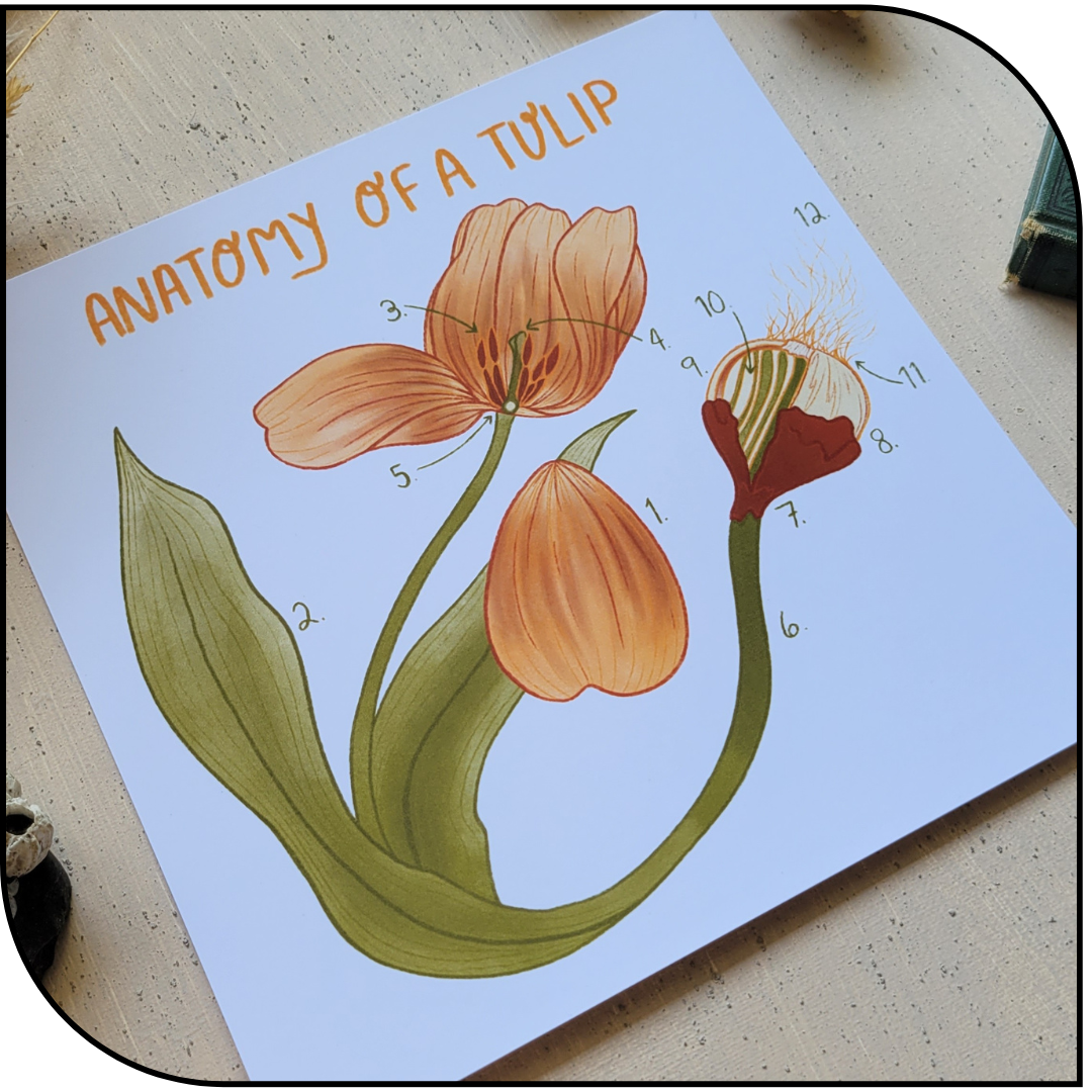 Tulip Anatomy Art Print