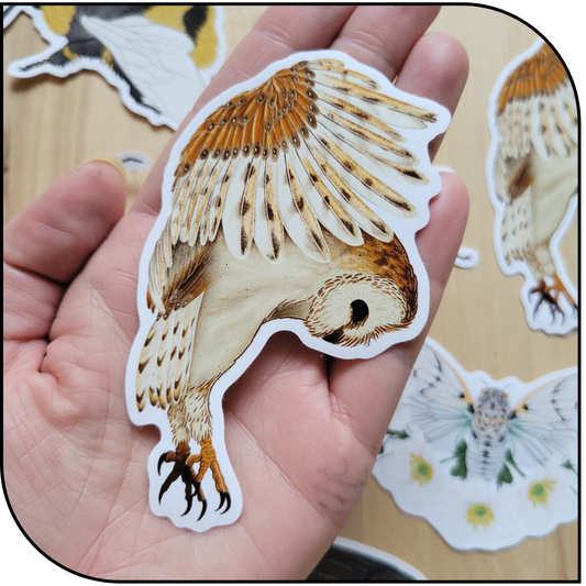 BARN OWL STICKER